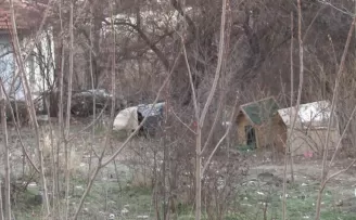 Çankaya sokaklarında sokak köpekleri dehşeti
