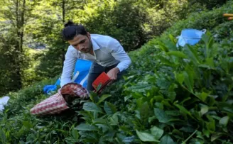 ÇAYKUR 2. sürgünün ilk gününde bin ton yaş çay aldı