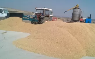 Çeltik maliyeti belli oldu... 1 kg çeltik 41,80 TL