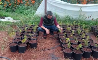 Çeşme Damla Sakızı üretimi yaygınlaşıyor