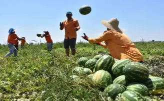 Çiftçilik eğitimi alan hükümlüler tarımsal üretime katkı sağlıyor
