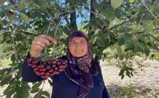Coğrafi işaretli ’Çubuk Vişnesi’ni ağrı kesici olarak kullanıyorlar

