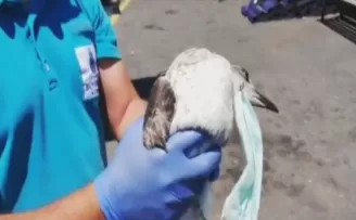 Covid-19’dan korunmak için takılan maske Haliç’te martıyı öldürüyordu
