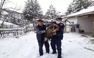 Çubuk’ta yaralı akbaba bulundu
