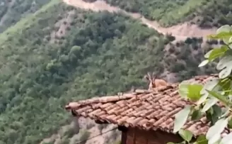 Dağ keçisi bu kez çatıya çıktı
