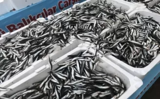 Denizlerdeki hamsi bolluğu fiyatları bir günde yarıya düşürdü