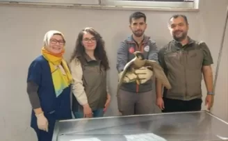 Denizli Büyükşehir yaralı akdoğanı hayata döndürdü