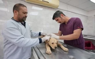 Denizli’de sokak hayvanlarına kalıcı çözüm hamlesi
