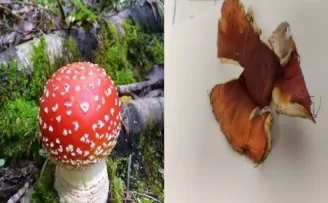 Doğu Karadeniz’de mantar zehirlenmelerinde artış!