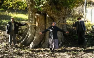 Dünyanın en yaşlı armut ağacı Artvin’de tespit edildi
