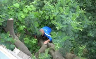 Düştüğü ağaca ev yaptı
