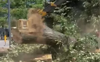 Düzce’de 100 yıllık ağaç kesildi, tepkiler yükseldi!