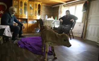 Erken doğan buzağıyı evlerinde besliyorlar
