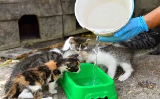 Esenyurt Belediyesi can dostları için seferber oldu
