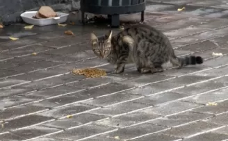 Fatih’te sokak hayvanları kısıtlamada unutulmadı
