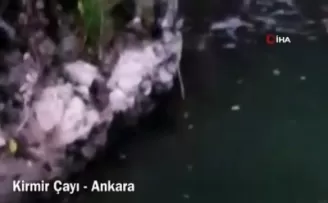 Bakan Kurum  Kirmir Çayı’ndaki 2 su samurunun görüntülerini paylaştı