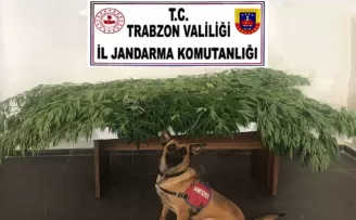 Fındık bahçesine kenevir ektiler!