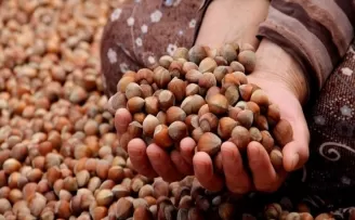 Fındık fiyatları zamlandı
