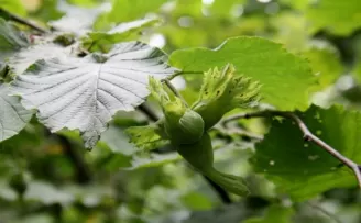Fındıkta rekolte tartışması
