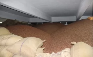 FİSKOBİRLİK'in fındık alımlarına  yoğun ilgi !