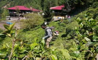 Gambiyalı çay işçileri iş başında
