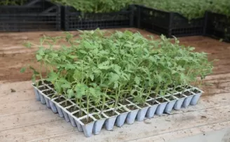 Geleceğimiz güzelleşsin diye 80 bin organik fide
