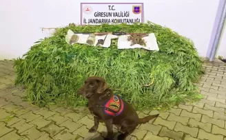 Giresun’da 513 kök kenevir bitkisi ele geçirildi