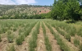 Giresun’da DOKAP desteğiyle lavanta balı ve yağı üretimi 
