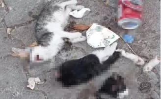 Giresun’da iki kedi yavrusu canice öldürüldü

