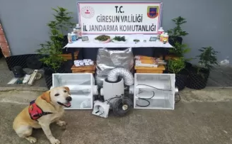 Giresun’da jandarmadan uyuşturucu operasyonu