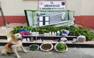 Giresun’da kenevir bitkisi ve esrar ele geçirildi
