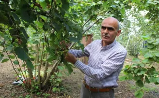 Fındık üreticilerine hasat ve emanet uyarısı