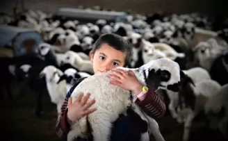Göçerlerin ’kuzu’ mutluluğu

