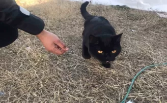 Gönüllüler, 164 saat sonra enkazdan bir kedi kurtardı
