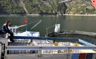 Gümüşhane’de alabalık ve somon hasadı başladı
