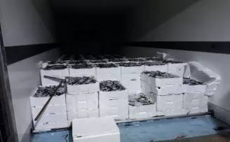 Gürpınar su ürünleri hali girişinde 17 ton küçük boy istavrit ele geçirildi
