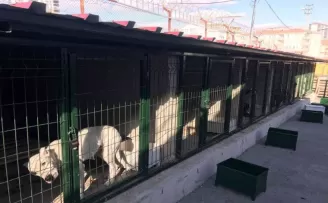 Hayvan barınakları tehlikeli ırklar ile doldu
