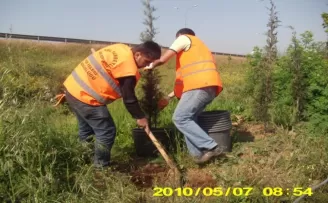 İBB’nin özensiz çalışması ağaçlara zarar verdi
