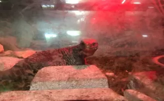 İstanbul’da “Canlı Hayvan Kaçakçılığı” operasyonu
