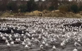 İstanbul’da etkili olan Lodos martıları da vurdu
