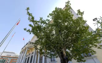 İzmir’in yeni sembolü olacak... Konak’a ’Doğu Çınarı’ dikildi