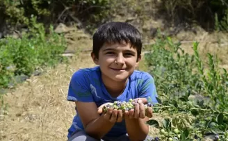 İzmir Ödemiş’te ilk mavi yemiş hasadı