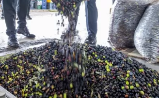 İzmir zeytini için dev adım... Zeytin ve zeytinyağı markalaşma yolunda