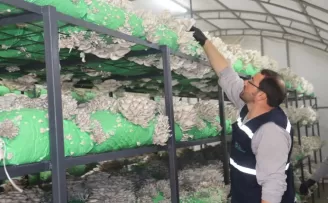 İzmit’ten 2,5 tonluk istiridye mantarı hasadı