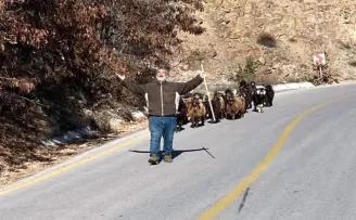 Jandarma kaybolan keçileri dronla buldu
