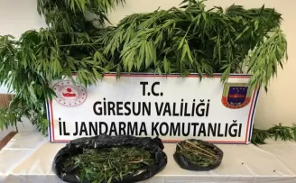 Jandarmadan Hint keneviri operasyonu
