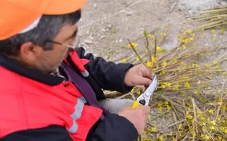 Kahramankazan’da kurulan termal serada bahar üretimi başladı
