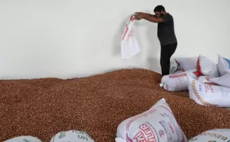 Kandıra’nın fındığı Kocaeli Büyükşehir güvencesinde