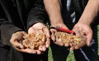 Kanser hastası eşinin tedavisi için sakız toplayıp satıyor
