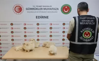 Kapıkule’de kaçakçılık operasyonu... 6 Pomeranian yavrusu ele geçirildi!